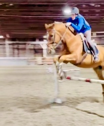 Desmond Warmblood Jumper photo 4