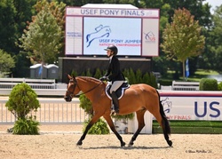 Joly’s Gella New Forest Pony Hunter photo 4