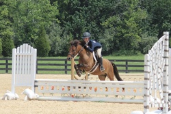 Ferrero Rocher Welsh Cross Hunter photo 6