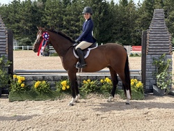 Vintage Warmblood Hunter photo 3