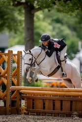 Boca's Stars Go Blue Warmblood Cross Hunter photo 1