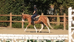 Joris van de Gaweg Other Breed Hunter photo 4