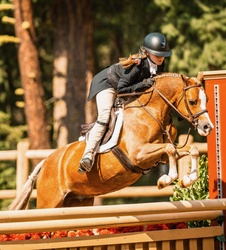 Sugar Welsh Pony Hunter photo 3