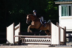 Mr. Brightside Irish Sport Horse Hunter photo 2