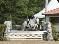New Years GA Dutch Warmblood Hunter photo 5