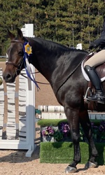Coming Up Gold Welsh Cross Hunter photo 2