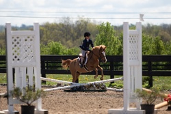 Nemo Welsh Cross Hunter photo 5