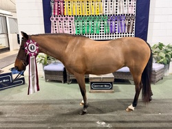 Yes Please Welsh Pony Hunter photo 4
