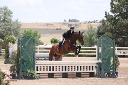 Chatel de Mazin Warmblood Equitation photo 1