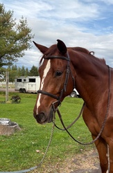 Skywalker Dutch Warmblood Hunter photo 1