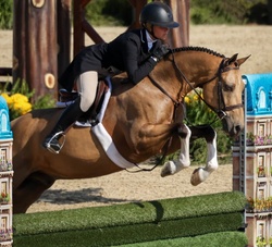 Highlight German Riding Pony Hunter photo 2