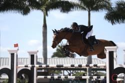 Delia B Dutch Warmblood Jumper photo 7
