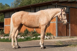 Floryda Warmblood Hunter photo 1