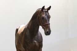 Four Seasons Other Breed Jumper photo 1