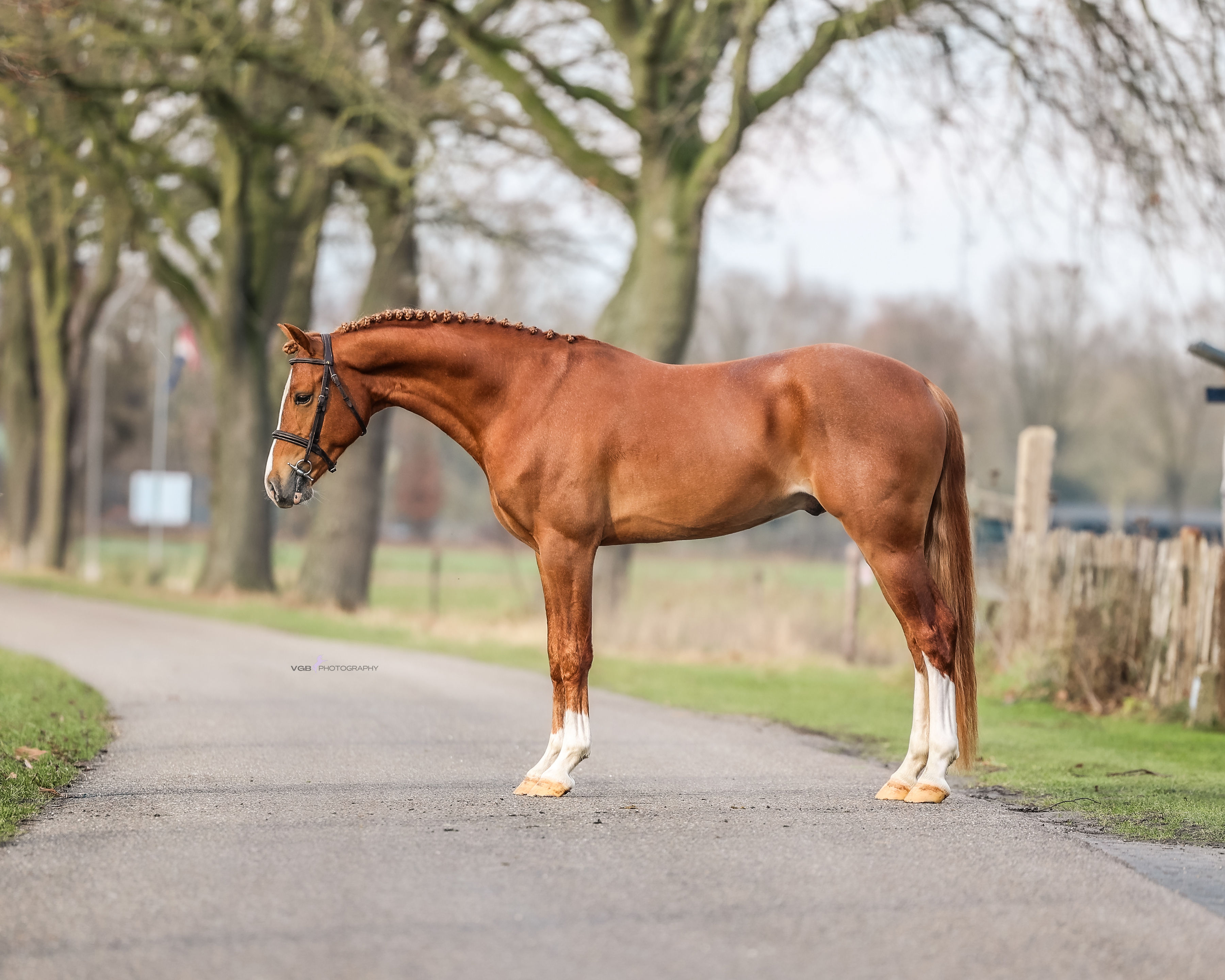 Unique German Riding Pony
