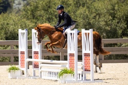*Drogheda Animal Crackers Connemara Jumper photo 7