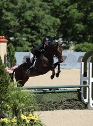 Chicago-HS Czech Warmblood Hunter photo 2