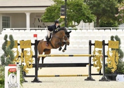 Global Melody Dutch Warmblood Jumper photo 1