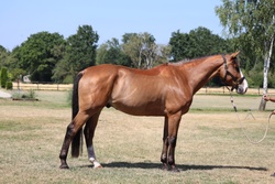 Jason Selle Francais Hunter photo 3
