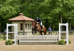 CMS Benevolent Warmblood Hunter photo 1