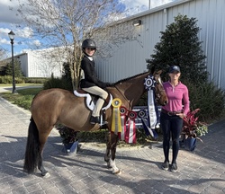 Yes Please Welsh Pony Hunter photo 6