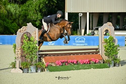Crush Swedish Warmblood Hunter photo 5