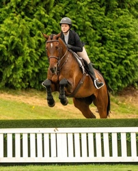 Jack Dutch Warmblood Equitation photo 6