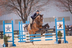 Castillo NRF Holsteiner Jumper photo 3