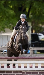 Home Run Bound Welsh Cross Hunter photo 4