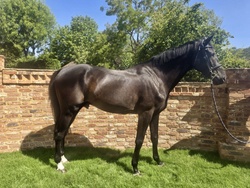 Rio Warmblood Jumper photo 2