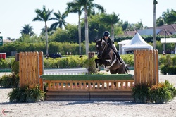 Paragon Hanoverian Hunter photo 2