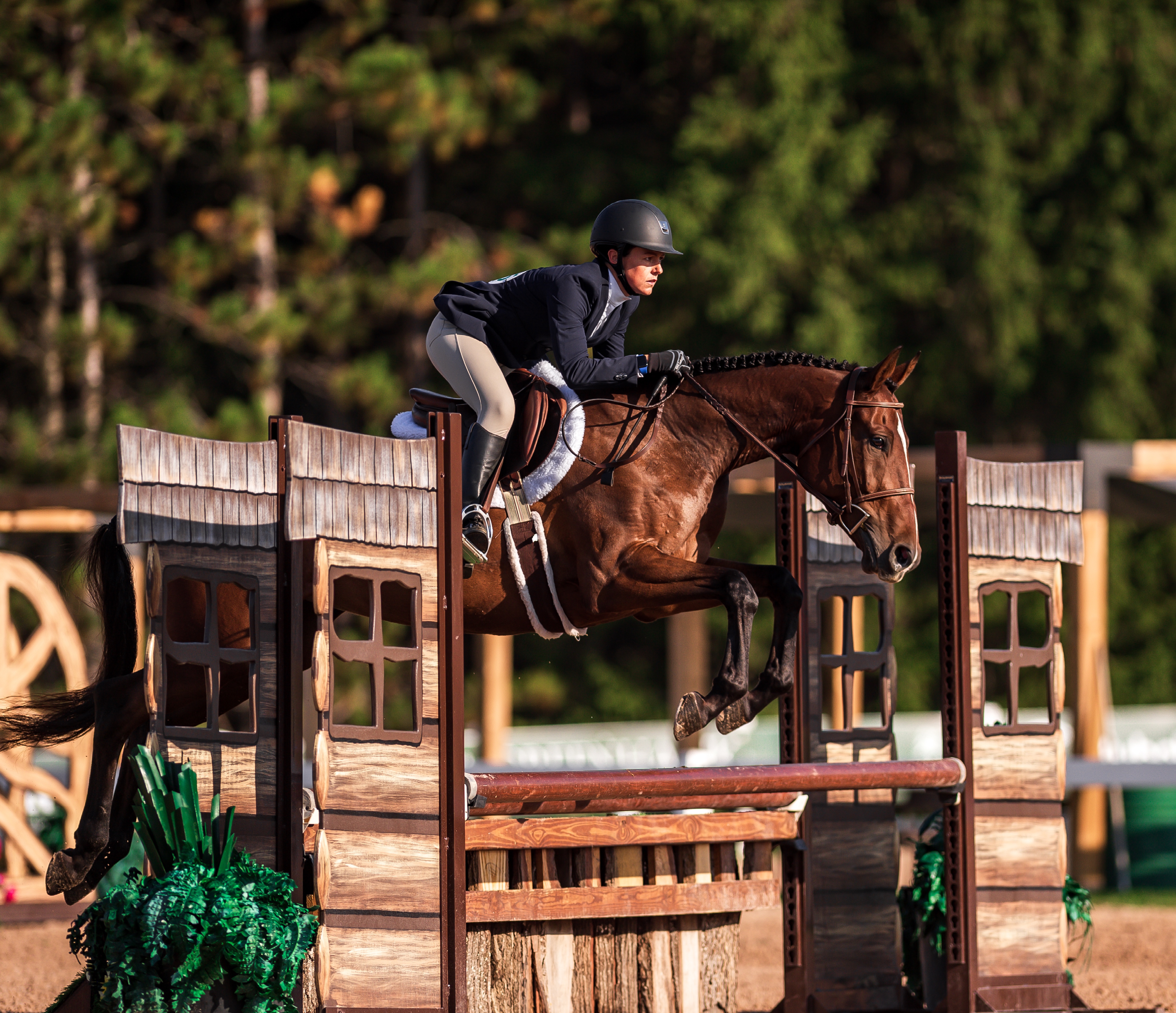 2016 15.3 hand Dutch Warmblood Mare BIGEQ +