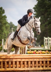 Kermit Irish Sport Horse Hunter photo 1