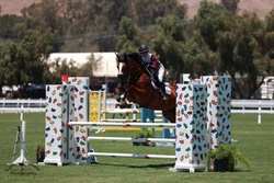 Hangover Chavannais Belgian Warmblood Jumper photo 2
