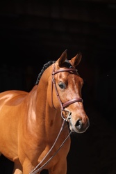 Colman’s Loverboy Oldenburg Hunter photo 5