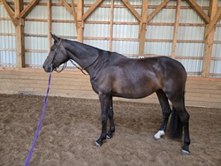 RS Sabrina W Canadian Warmblood Equitation photo 4