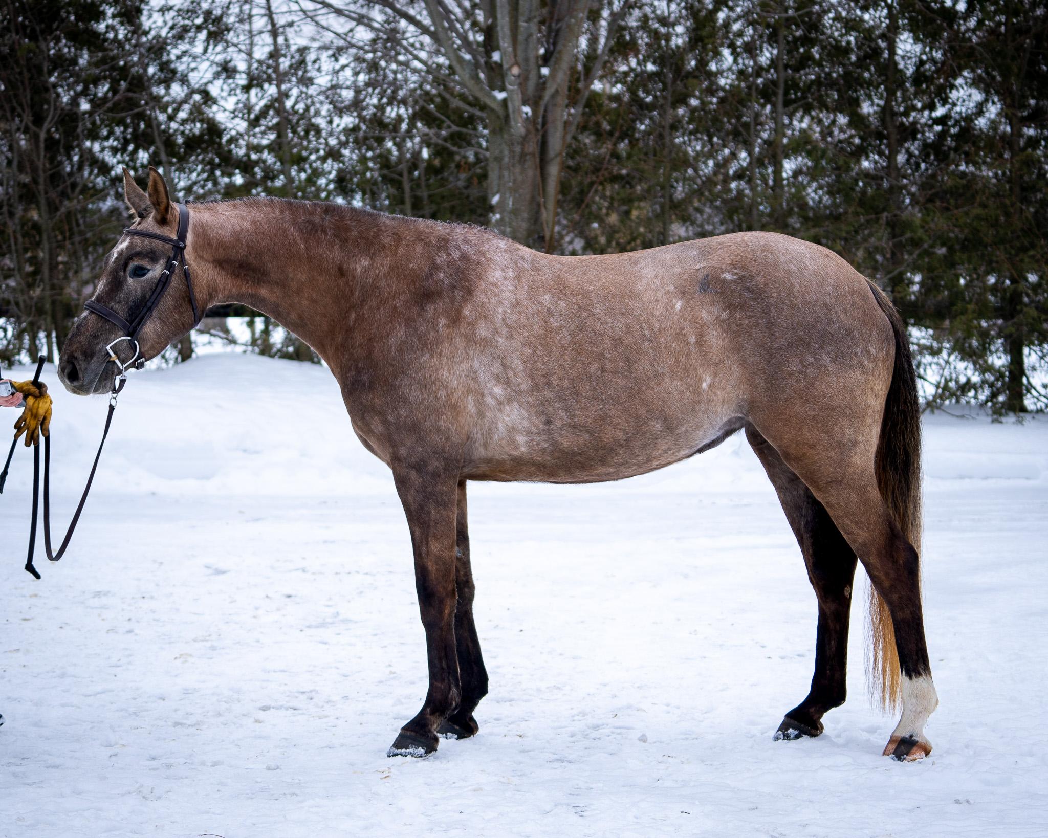 Viola I Canadian Sport Horse Hunter