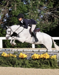 Boca's Stars Go Blue Warmblood Cross Hunter photo 2