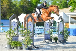 Gold Link German Warmblood Jumper photo 4