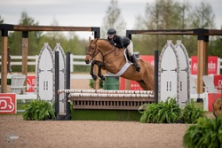 Espresso Warmblood Hunter photo 2