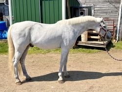 Cross Creek White Water Welsh Pony Hunter photo 5