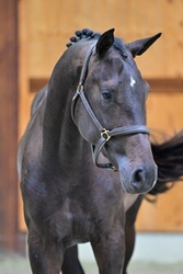 Champigny d’Elsendam Z Zangersheide Jumper photo 3