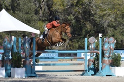 Tinka’s Soldier Warmblood Jumper photo 1