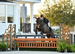 Chicago-HS Czech Warmblood Hunter photo 8