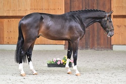Technique Warmblood Jumper photo 3