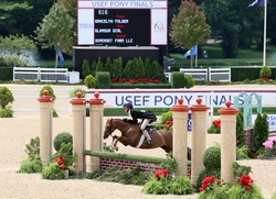 Glamour Girl Welsh Pony Hunter photo 4