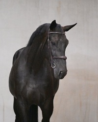 OLMARONE F Dutch Warmblood Jumper photo 2