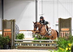 Yes Please Welsh Pony Hunter photo 1