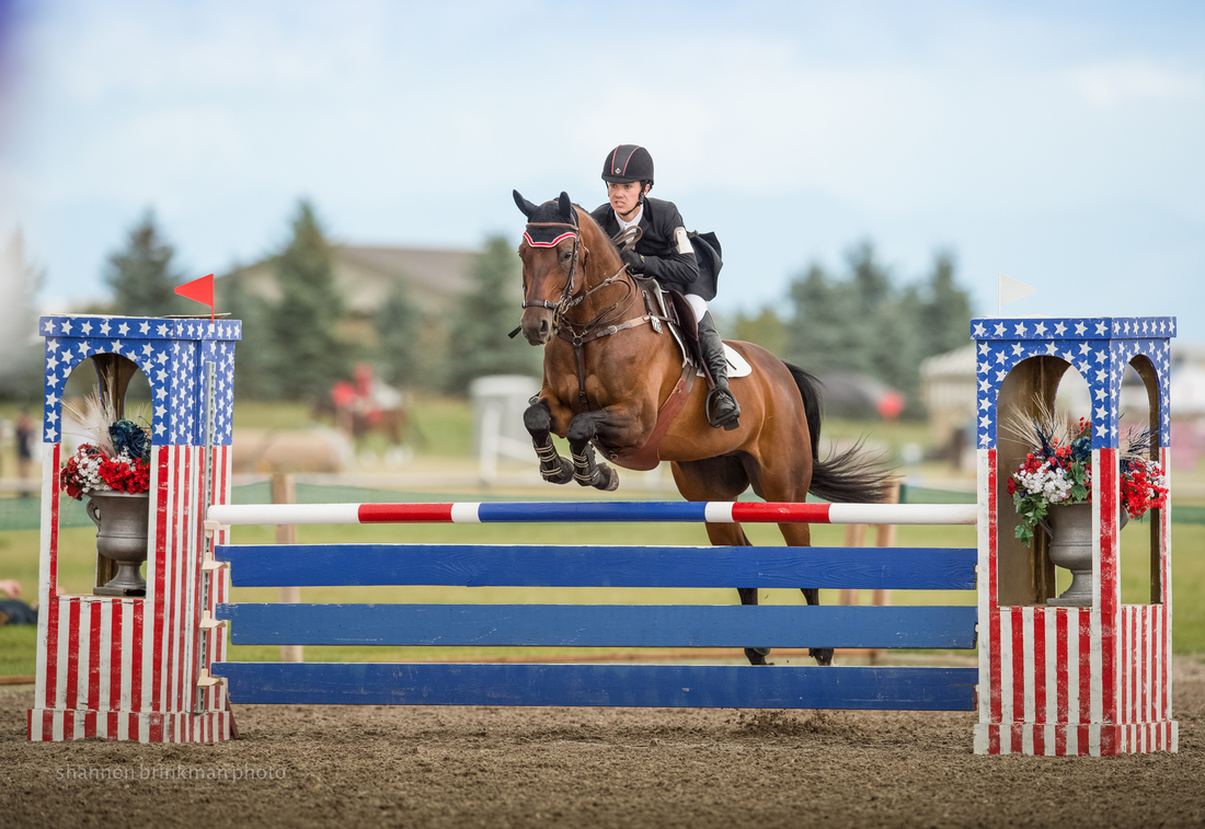 Colonial Art Appendix Quarter Horse Jumper