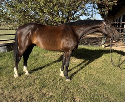 King Warmblood Equitation photo 2